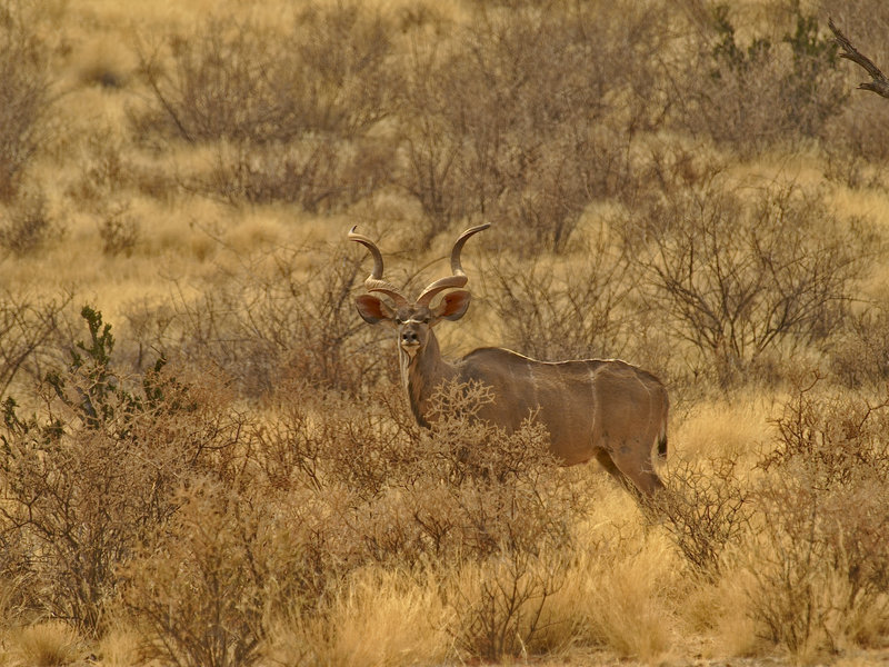 Kudu, Hammerstein Lodge